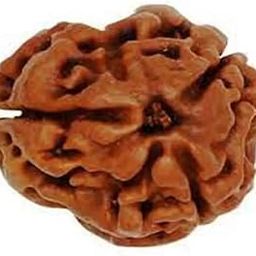 3 mukhi Rudraksha Natural Quality Bead Certified Rudraksha for Men and Women, Color Brown and Puja Instructions-picture-19