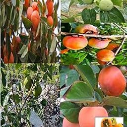 NASALUKAS Fuyu Japanese Persimmon Plant Fruit Live Plant (Height 1.5-2 Feet) After Fruit 8-10 Month-image-14