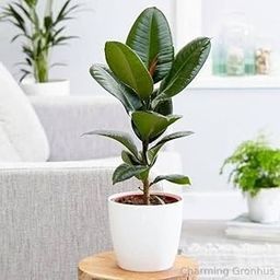 Live Rubber Plant indoor live plant big size with Black Plastic Pot-image-73