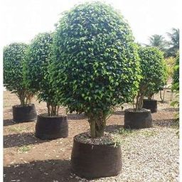 Ficus Black Benjamina Weeping Fig Live Indoor/Outdoor Plant - 1 Feet Height-image-65