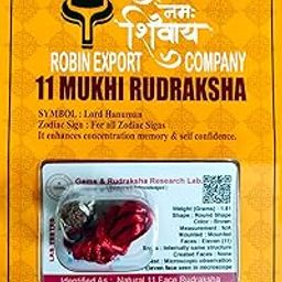 Robin Exports 11 Mukhi Rudraksha Eleven Faced Rudraksh Bead Original & Certified for Men and Women-picture-14