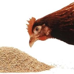 RAJA Groups Chicken Feeds Chicken/Hen/Duck Feed for Growing Chicken Birds of All Life Stages - 1 Kg-image-91