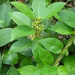 Live Original Gurmar Plant || Natural Sugar Control Herb for Indoor & Outdoor home Gardening plant (1 Live Plant)-image-71