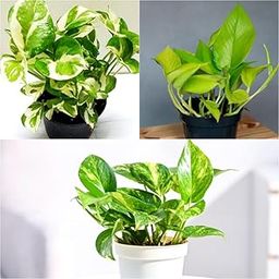 Oxygen plants for room Combo Set of 3 Money Plant, Neon Pothos, N' Joy, Verigated with Pots-image-47