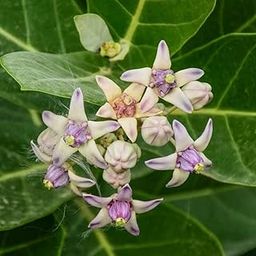Hug A Plant | Erukku/Crown Flower (Calotropis gigantea) Flowering/Ornamental/Medicinal/Live Plant (Home & Garden)-image-27