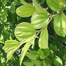 Fresh BER Leaves Green Natural Plum Leaf (100 Leaves Set) 100g. (Ber ke Patte) Indian jujube Leaves-image-24