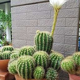 Echinopsis Calochlora Live Cactus Plant – Low Maintenance Indoor/Outdoor Succulent – Decorative Plant – Pack of 1-image-33