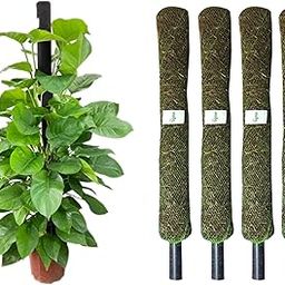 Bigreen Moss Stick 3 Ft Set of 4 – Green Grass Pole Plant Support for Climbing Indoor Plants, Money Plant, Pothos, Monstera – Natural Moss Stick for Strong Root Growth & Vertical Support-8