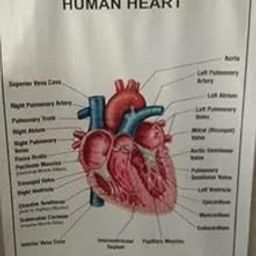 E-MEDI- Structure Heart Chart And Eye Chart for Laboratory USE-picture-31