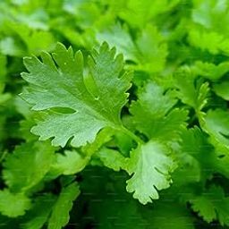 Parsley_Vegetable_Pack of 30 seeds-image-102