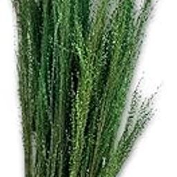 Dried Filler Flowers |25 gm| Delicate, Airy & Long-Lasting for Floral Decor | Perfect for Bouquets, Vase Arrangements & DIY Crafts(Green)-image-26