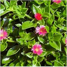 Baby Sunrose Plant - Live Succulent - Aptenia Cordifolia - Vibrant Foliage and Delicate Blooms - Indoor/Outdoor Gardening-image-15