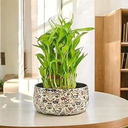 Amulya Farms Lucky Bamboo Plant in Decorative Floral Metal Planter | Feng Shui Plants | Good Luck Plant | Vastu Plants for Home Indoor | Live Plants for Living Room, Office Desk decoration (3 layer)-picture-14