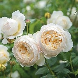 Aiden Gardens Rare Grafted Climbing Rose Plant Claire Austin Creamy White Blooms 2 Live Plant-image-35