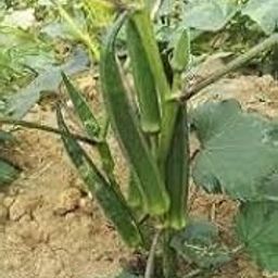 Okra (Bhindi) Seeds for Planting – Heirloom, Non-GMO, High Germination Vegetable Seeds for Home Garden & Farming | 104 seeds per pack-image-86