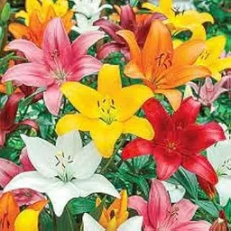 generic Oriental lilium flower bulbs, bulb flower lilium oriental,100% germination (pack of 10)-picture-40