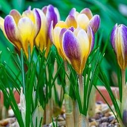 SVG® Crocus Saffron Imported Flower Bulbs for Your Home and Gardening Pack of 2 bulbs (YELLOW WITH PURPLE)-image-99