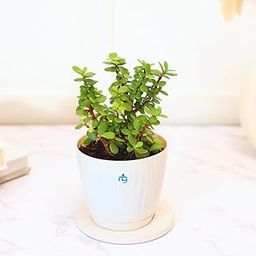 Nurturing Green® Jade Plant in Ivory Self-Watering Pot (Size: 3.7 Inch Wide) | Low Maintenance Plant | Stylish Plants | Ideal for Living room | Indoor Plants for Living Room | Live Plants With Pots-image-34