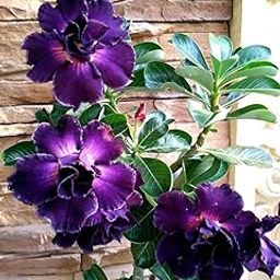 DIPA Rosy Adenium/Desert Rose Grafted1 Healthy Live Plant With Pot(SIAM BLUE SUCCESS)-image-61