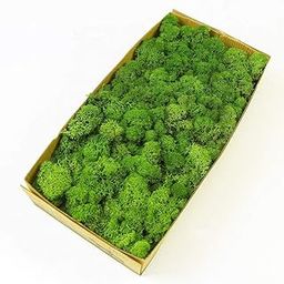 Prefleur Preserved Reindeer Craft Moss Natural Green DIY Kit Gardenning Art Wall Decor Florist Easter Table Decor Wedding Decor-image-24