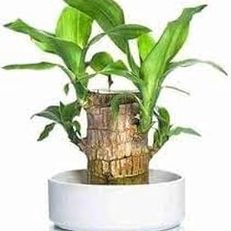 Brazilian wood plant/Indoor Lucky Brazilian Wood Plant For Sweet Home & Smart Office Use Good Luck Indoor Bambu Plant-image-37