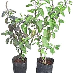 Premium Tulsi Pack of 2 - Rama and Shyama Live Plants with Pots - Spiritual and Medicinal Duo for Indoor/Outdoor Wellness-image-62