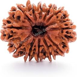 ARKAM Twelve Mukhi Rudraksha Certified/Original Nepali 12 Mukhi Rudraksh/Natural 12 Faced Rudraksha (Brown) with Certificate and Puja Instructions-46