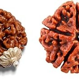 Genuine 7 Mukhi Rudraksha with Free 5 Mukhi Rudraksha Nepali Beads Saat Mukhi Rudraksha Original Certified Saptmukhi Rudraksha 7 Face Rudraksha Pendant Seven Mukhi Rudraksha For Astrology-48