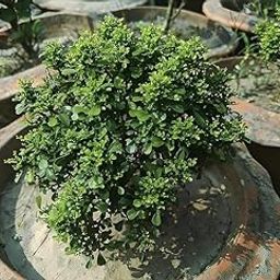 The Green Beach Live Table Kamini Bonsai Plant Live A Table Display of Home Beauty" Oxygen Live Plant For Indoor Home Dacoration Without Pot (Pack of 2.)-image-88