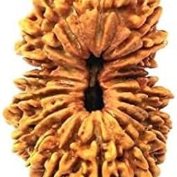 19 मुखी रुद्राक्ष नेपाली ओरिजनल Genuine Nepali 19 Mukhi Rudraksha Dark Brown Rudraksha For Bracelet Unnis Mukhi Rudraksha For Jaap-20