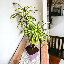 Native Earth® Jamaica Plant Indoor Air Purifying Live Song of India Plant for Home Decor With Plastic Pot (Pack of 1 Plant)-image-36