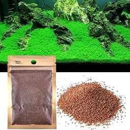 Petzlifeworld Fish Tank Decoration Landscape Ornament Aquarium Plants Seeds Live Plant-image-28