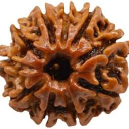 Original/Nepali Rudraksha Bead - A Symbol of Divine Power | Lab Certified |-53