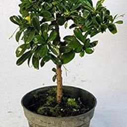 Green PAradise Live Carmona retusa Ehretia microphylla Pre Bonsai Sapling Plant-image-98