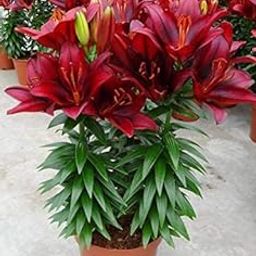 Seeds Asiatic Lily Plant Live (Bulbs) Red Flower Bulbs For Home Gardening pack of 2 bulbs-image-94