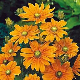 Rare Rudbeckia " Irish Spring " Exotic 30 Seeds for Growing-picture-10