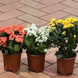 Set Of 3 organic Kalanchoe Succulent Planting And Care Colour) in 4 Garden perfect Living Live Nursery Plant Nursery Seedless-image-66