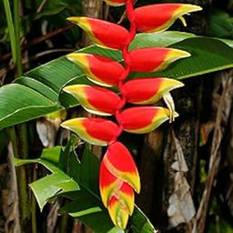 Mphmi Nursery Delhi NCR Heliconia Rostrata Plant-image-18