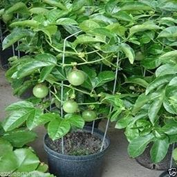 Creative Farmer Passion Fruit Yellow P Middletoniona Auspicious Or Feng Shui Plant Garden Plant(1 Healthy Live Plant)-image-25