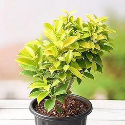 Creative Farmer Ficus Panda Rare Collection Live Plant (Healthy Live Plant)-image-13