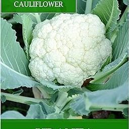 Udanta Cauliflower - Fool Gobhi Seeds For Fields Or Garden - Qty 50gm-image-82