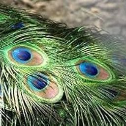 AMAN FANCY RAKHI Jugaad Jn Original Peacock Feather Tails , Length 55-60 (Pack of 50)-50
