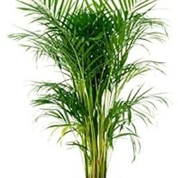 The Entacloo Areca Plam (LV-282)-image-79
