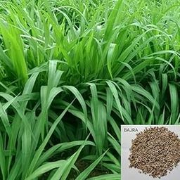 SEEDERRA Bajra Napier Hybrid Grass Seeds | Multi Cut Grass Seed (Pack Of 250 Grams)-image-10