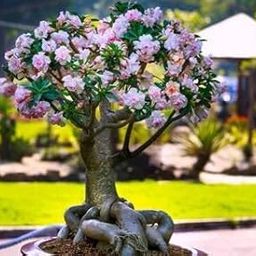 Adenium/Desert Rose Healthy Origenal Bonsai Flower Live Plant,(Pack Of 1) Indoor/Outdoor Plant Original Variety Live Plant-image-36