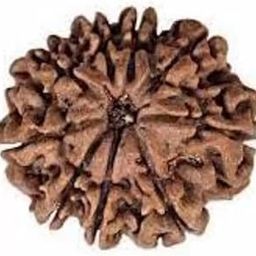 9 Mukhi Rudraksh Rudraksh Rudraksha Bead,Certified, Original Rudraksh Bead/Natural Rudraksha Bead (Brown) with Certificate and Puja Instructionsx90-30