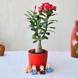 Kalfo Desert Rose Adenium Live Plant, Healthy Indoor Plant-image-13