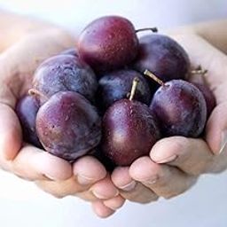 Creative Farmer Fruit Plum Live Plant Damson Plum Blue Prunus Domestica Healthy Exotic Plants For Kitchen Garden Plant(1 Healthy Plant) E-image-109