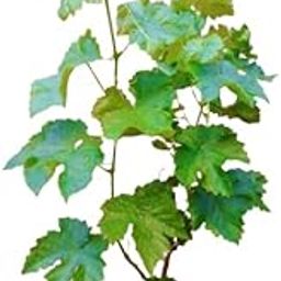 Reelzone Sweet Green Seedless grapes, Hybrid Grafted Live Grapes Plants Golden Green Grape Green angoor Plant-image-24
