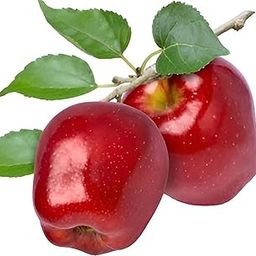 CPEYARE Red Delicious Apple Fruit plant GRAFTED hybrid - 1 Healthy Live Super Yielding Early Fruting Fruit Plant' 1-1.5 Ft Height in Nursery Grow Bag for Home Garden..-image-96